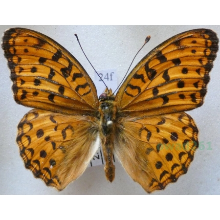 Argynnis adippe cleodoxa (Esper, 1789) Dostojka adype Romania24f